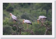 08AkageraAllDayGameDrive - 112 * Yellow-billed Storks.